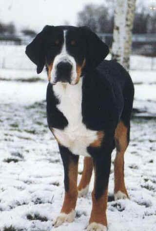 Greater Swiss Mountain Dog additional photo