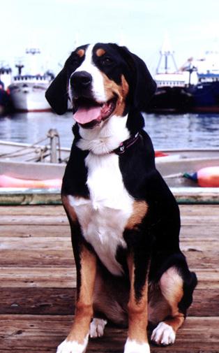 Greater Swiss Mountain Dog additional photo
