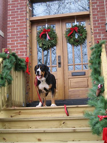 Greater Swiss Mountain Dog