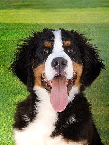 Bernese Mountain Dog additional photo