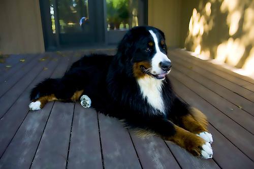 Bernese Mountain Dog additional photo