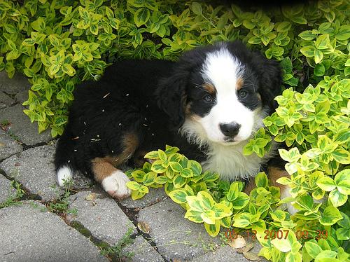 Bernese Mountain Dog additional photo