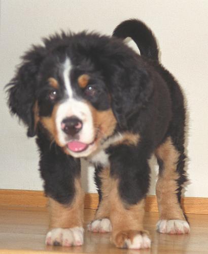 Bernese Mountain Dog additional photo