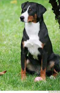 Appenzeller Sennenhund additional photo