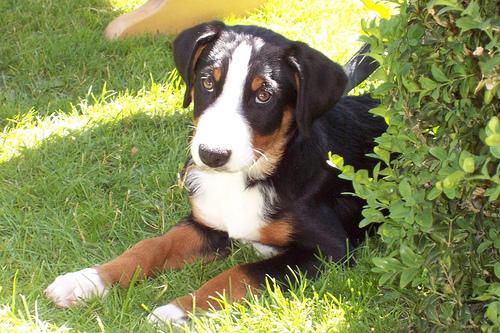 Appenzeller Sennenhund additional photo