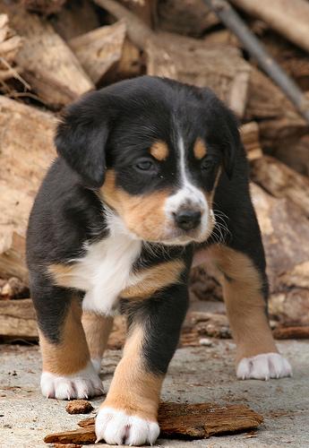 Appenzeller Sennenhund additional photo