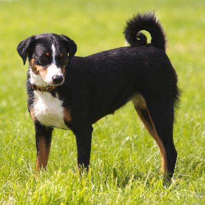 Appenzeller Sennenhund additional photo