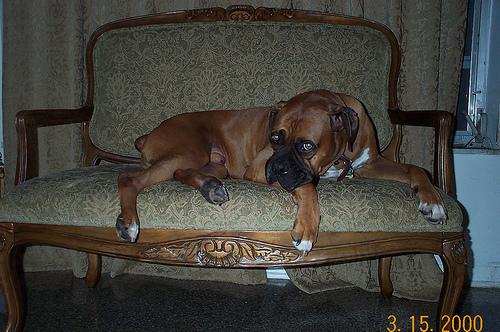 Dogo Argentino additional photo