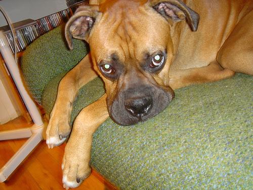 Dogo Argentino additional photo
