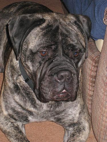 Bullmastiff additional photo