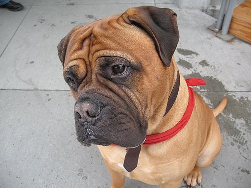 Bullmastiff additional photo