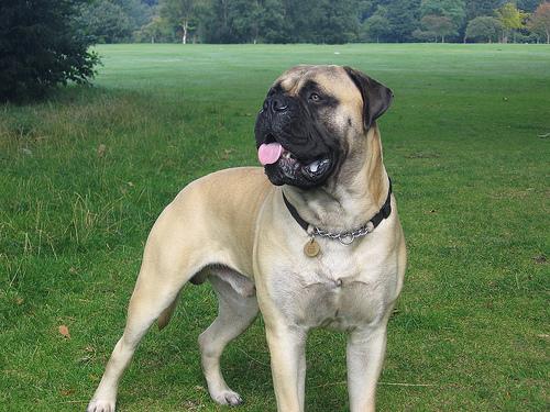 Bullmastiff additional photo