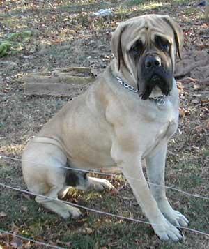Bullmastiff additional photo
