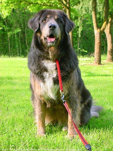 Tibetan Mastiff additional photo
