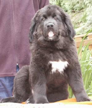 Tibetan Mastiff additional photo