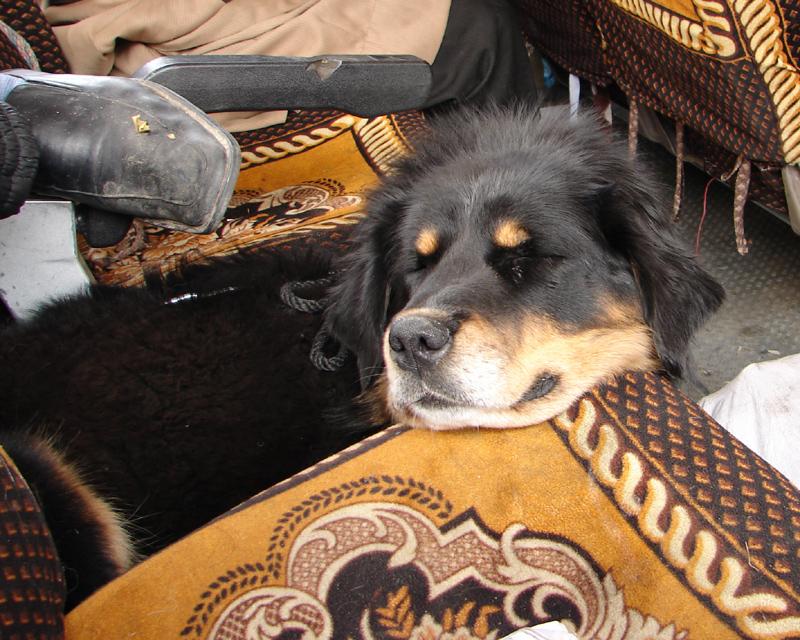 Tibetan Mastiff additional photo