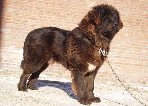 Tibetan Mastiff additional photo