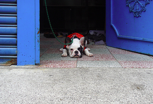 French Bulldog additional photo