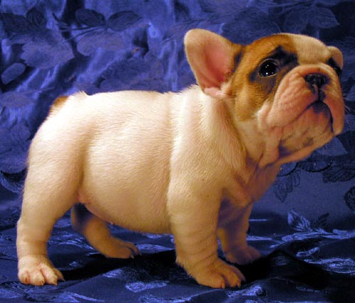 French Bulldog additional photo
