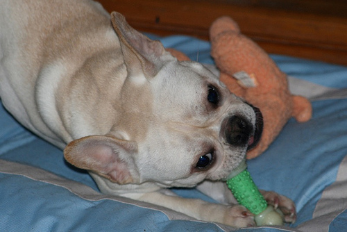 French Bulldog additional photo