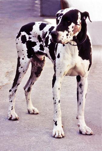 Great Dane additional photo