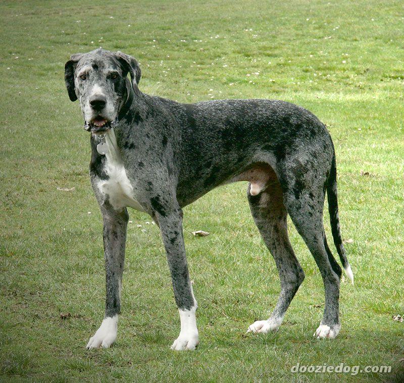 Great Dane additional photo