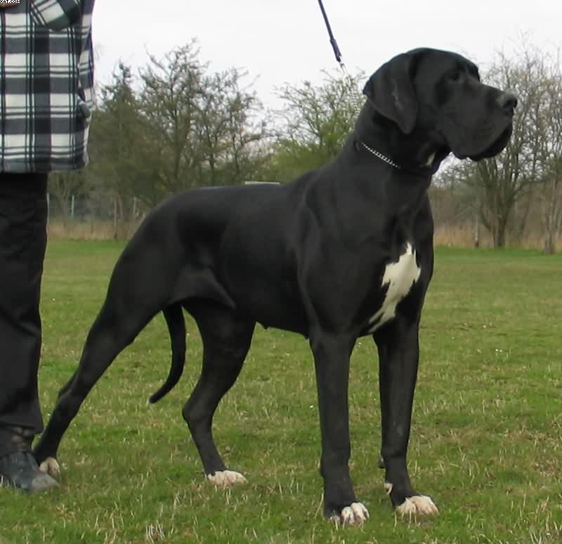 Great Dane additional photo