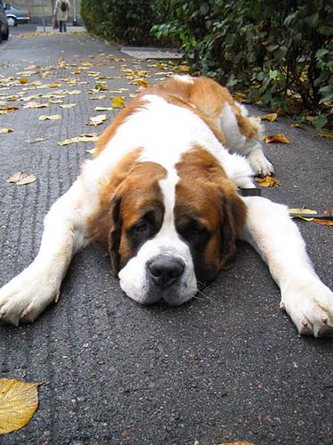 Saint Bernard additional photo