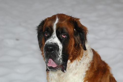 Saint Bernard additional photo