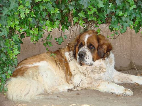 Saint Bernard additional photo
