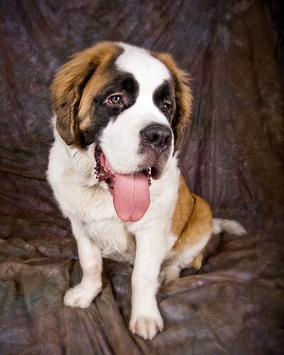 Saint Bernard additional photo
