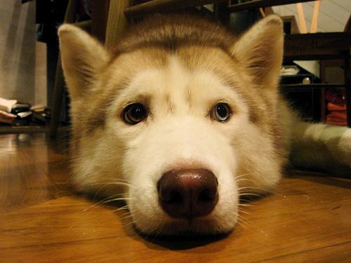 American Eskimo Dog (Miniature) additional photo