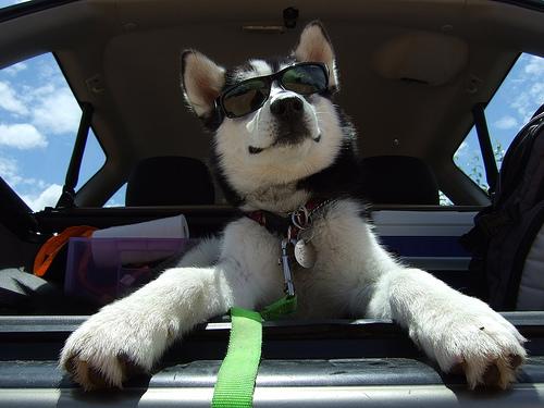 American Eskimo Dog additional photo