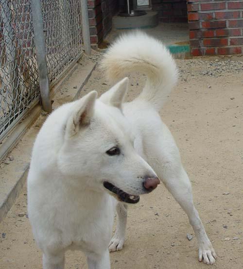 American Eskimo Dog (Miniature) additional photo