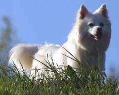 American Eskimo Dog additional photo