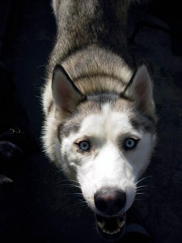 American Eskimo Dog additional photo