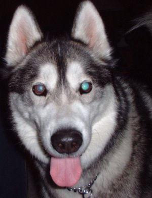 American Eskimo Dog additional photo