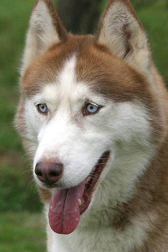 American Eskimo Dog (Miniature) additional photo
