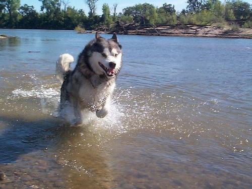 Alaskan Malamute additional photo
