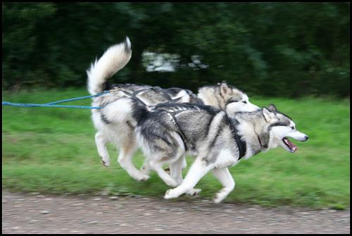 Alaskan Malamute additional photo