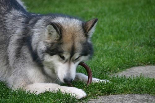 Alaskan Malamute additional photo