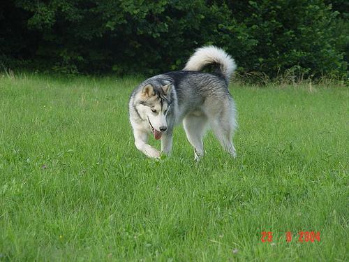 Alaskan Malamute additional photo