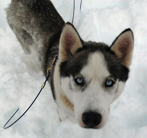 Siberian Husky additional photo