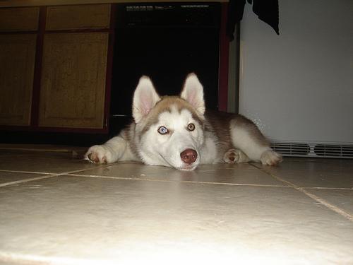 Alaskan Husky additional photo