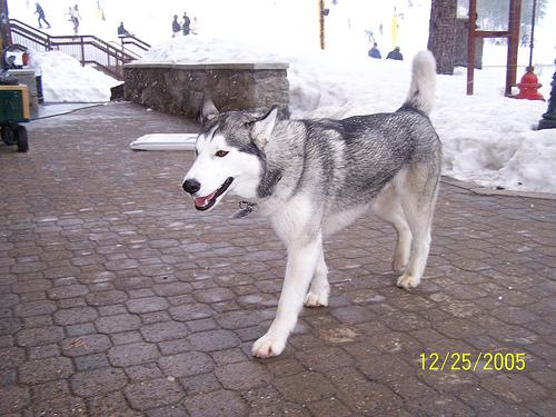 Alaskan Husky additional photo