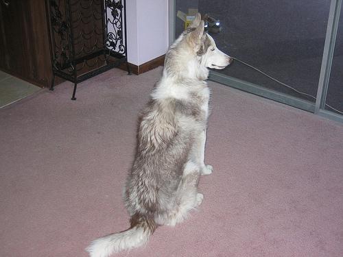 Siberian Husky additional photo