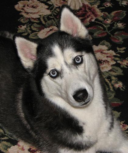 Siberian Husky additional photo