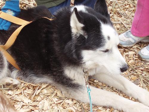 Siberian Husky additional photo