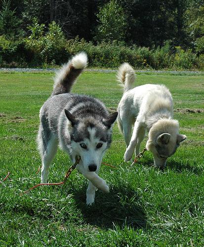 Alaskan Husky additional photo