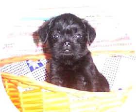 Affenpinscher additional photo